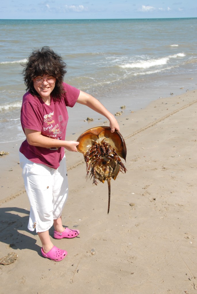 Natacha a trouvÃ© une limule sur une plage de BornÃ©o